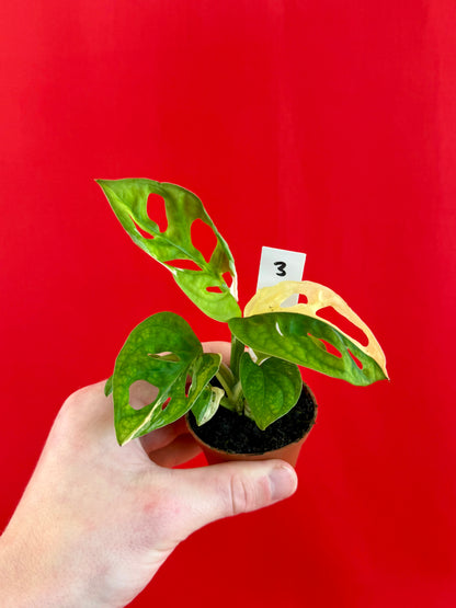 Monstera Adansonii Variegata (s) - LUplnts