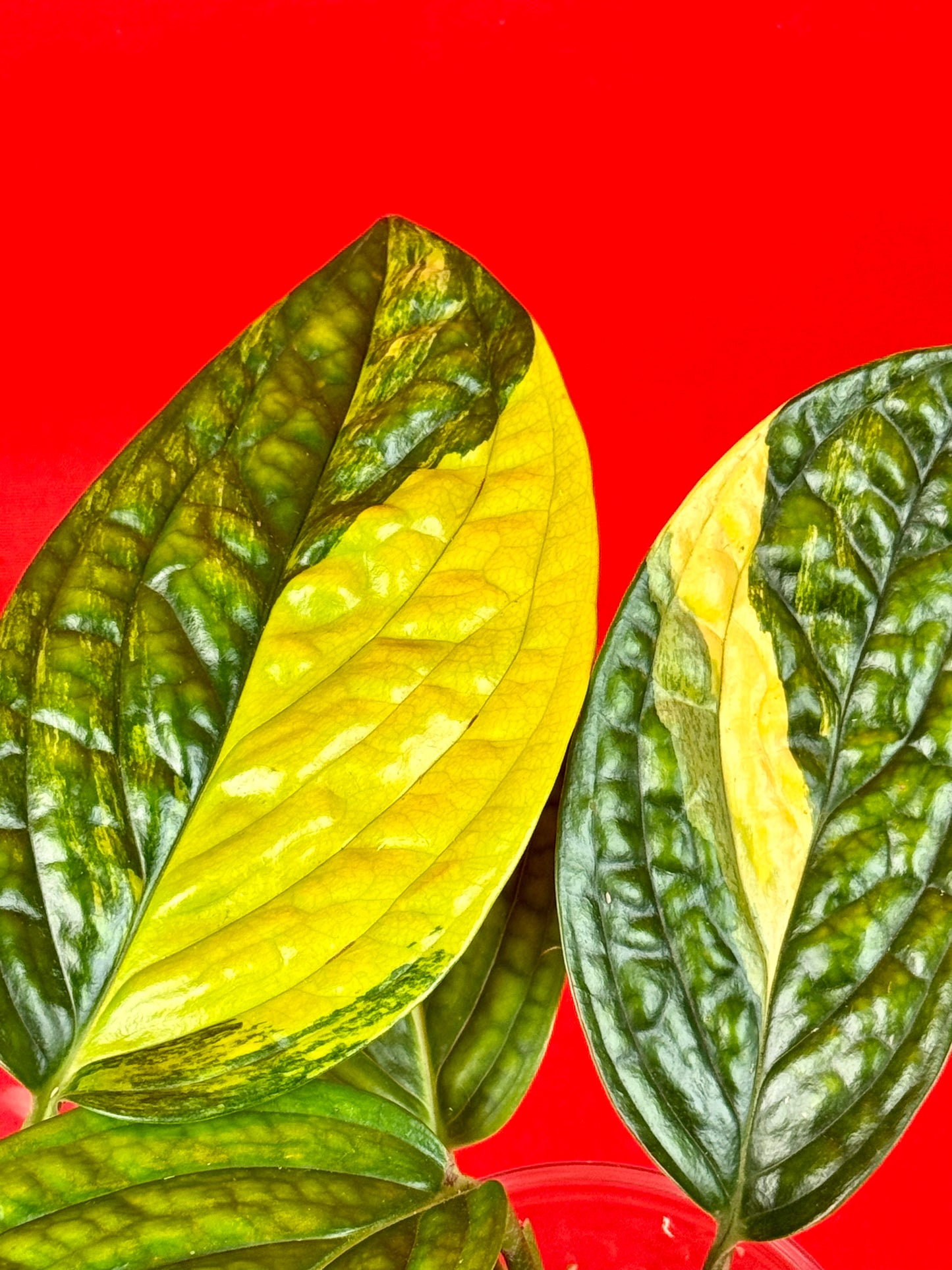 Monstera Peru variegata - LUplnts