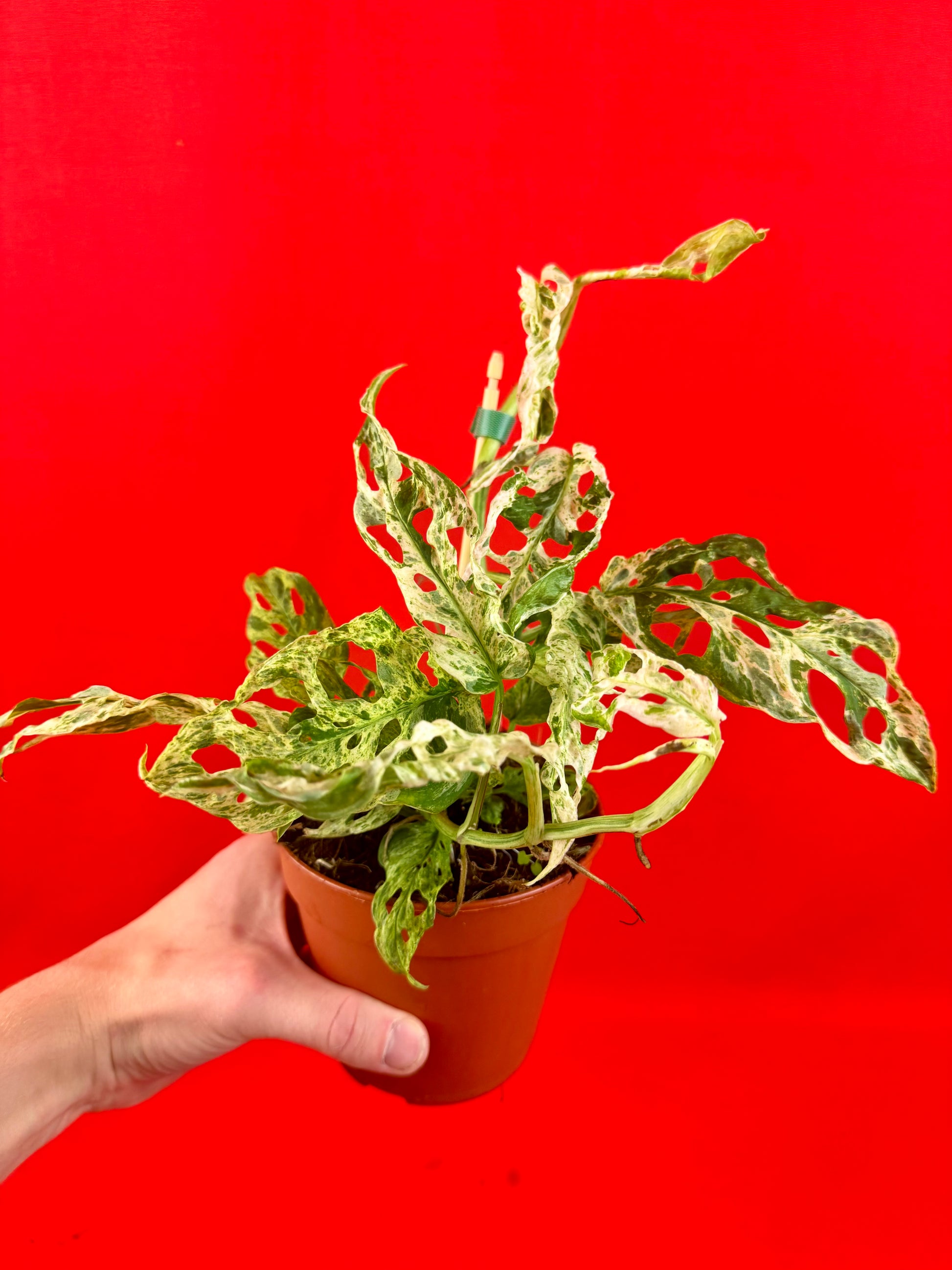 Monstera Frozen Freckless - LUplnts