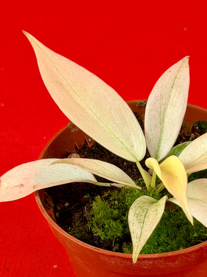Philodendron Florida Ghost
