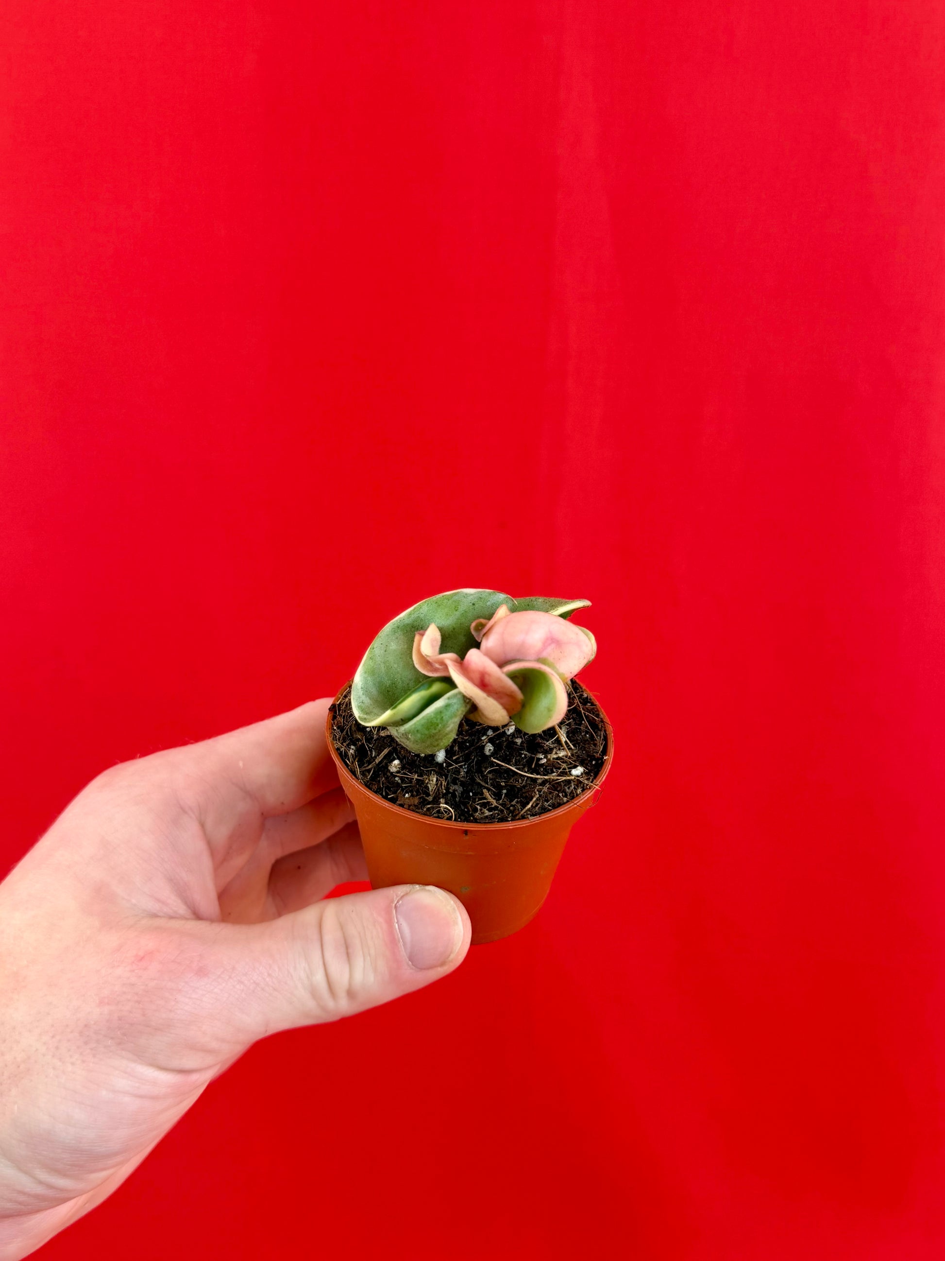 Hoya Carnosa ‚Compacta Variegata‘ (s) - LUplnts