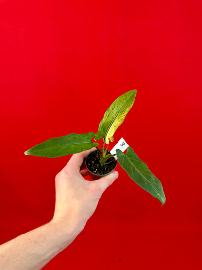 Alocasia lauterbachiana 'Variegata' (s)