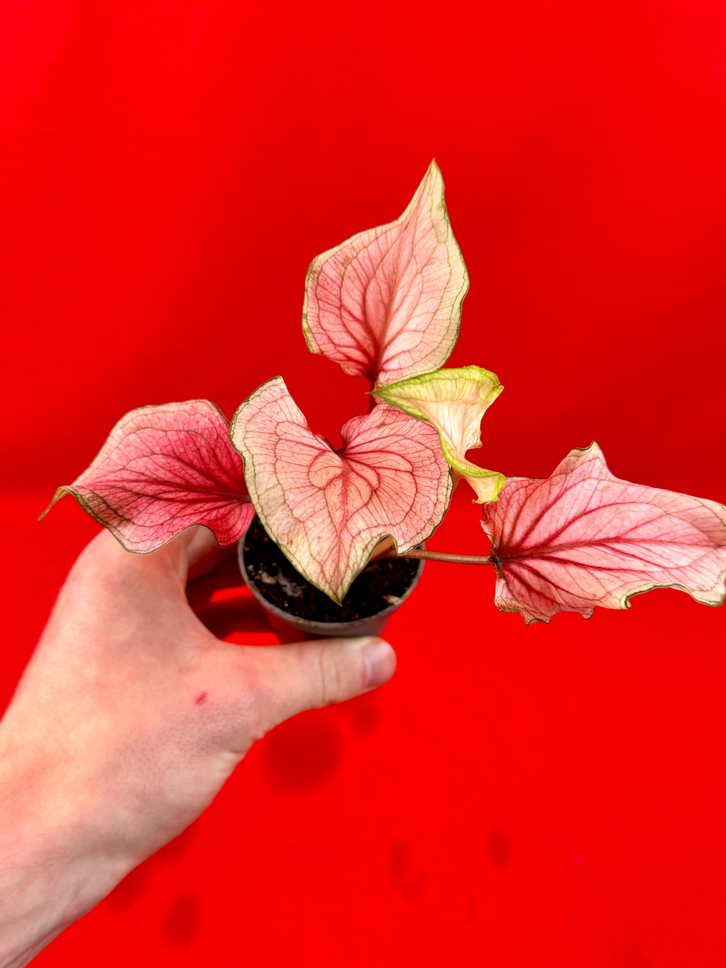 Caladium Bundle (s)