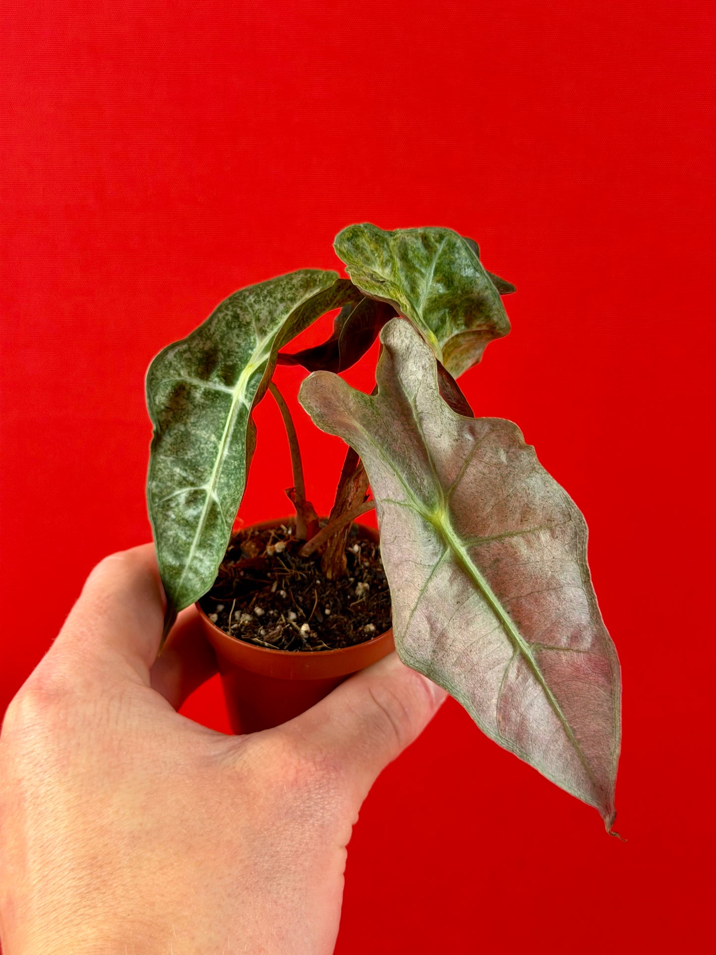 Alocasia Polly Variegata (s)