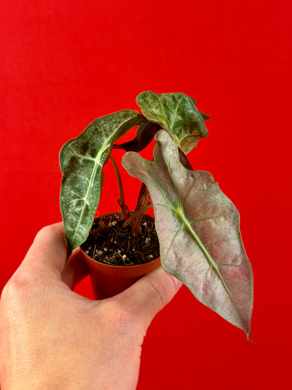 Alocasia Polly Variegata (s)