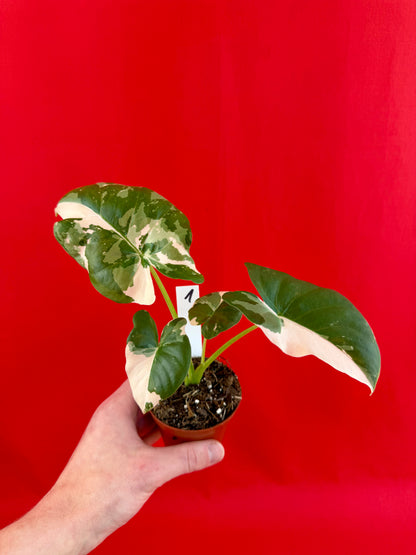 Alocasia Macrorrhiza Variegata - LUplnts