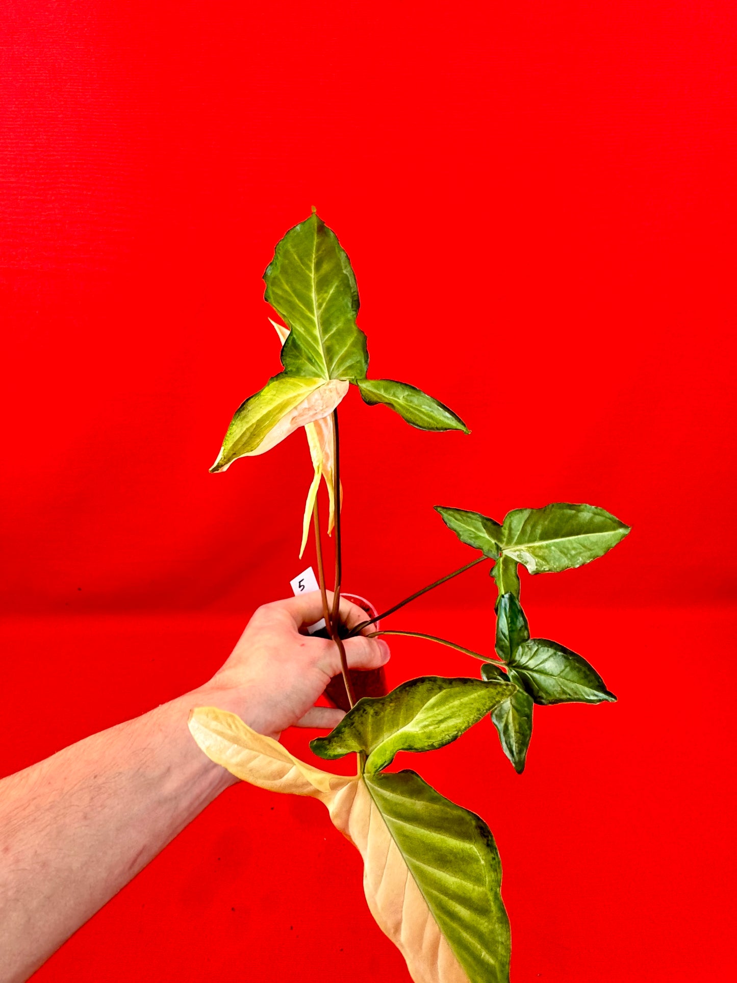 Syngonium Angustatum Variegata