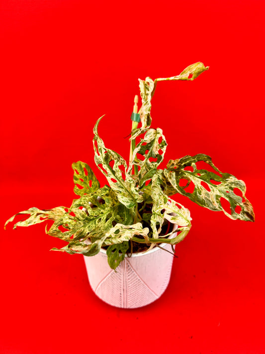 Monstera Frozen Freckless - LUplnts