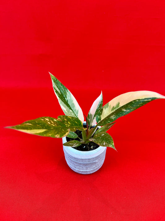 Philodendron 'Ring of Fire' (s) - LUplnts