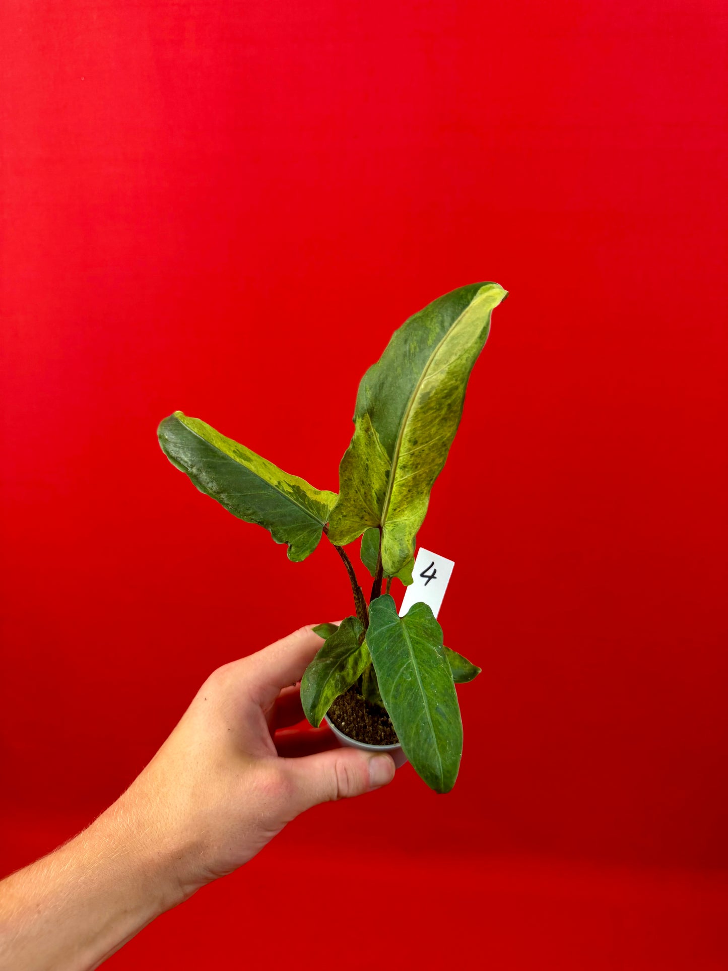Alocasia lauterbachiana 'Variegata' (s)