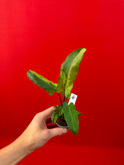 Alocasia lauterbachiana 'Variegata' (s)