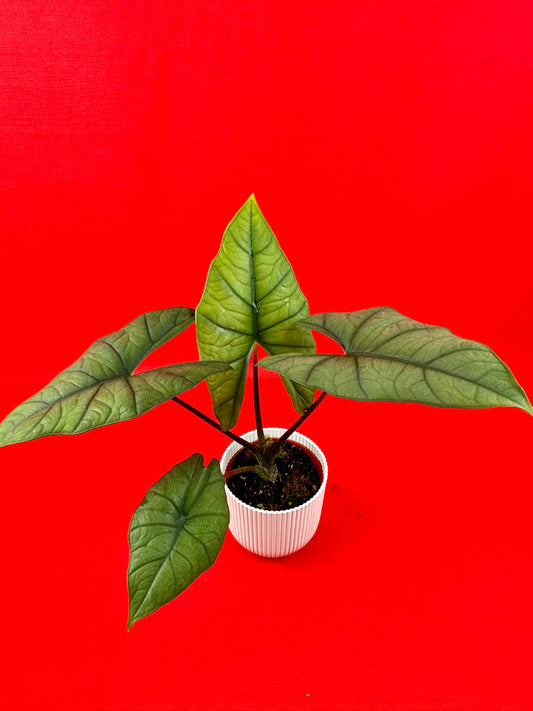 Alocasia Bisma Silver