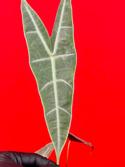 Alocasia longiloba Silver