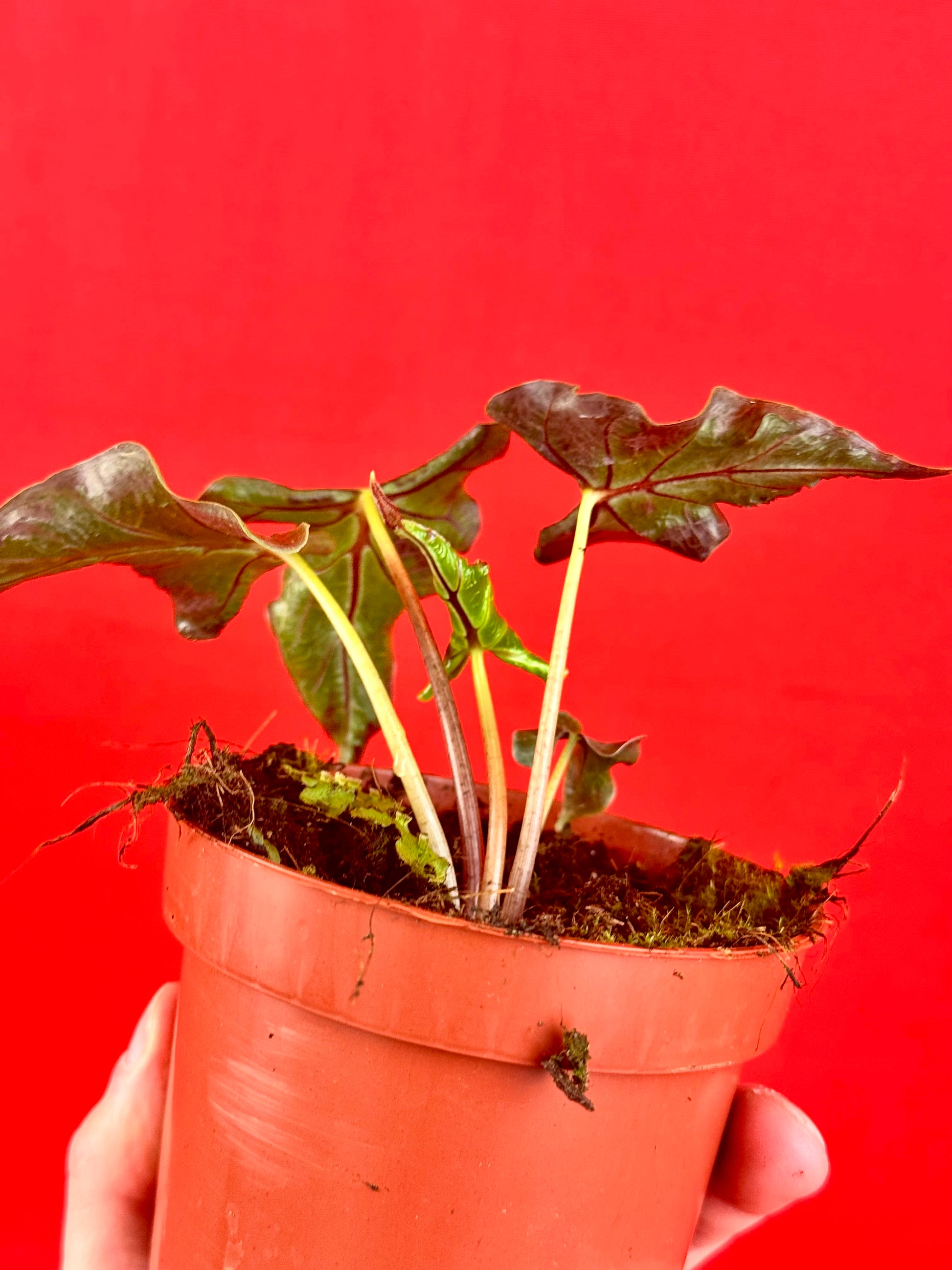 Alocasia Loco - LUplnts