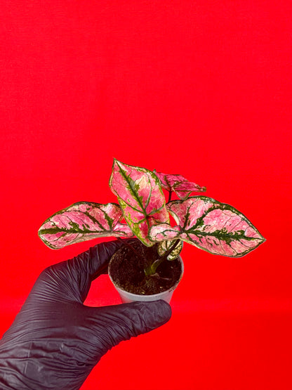 Caladium Purple Light (s)