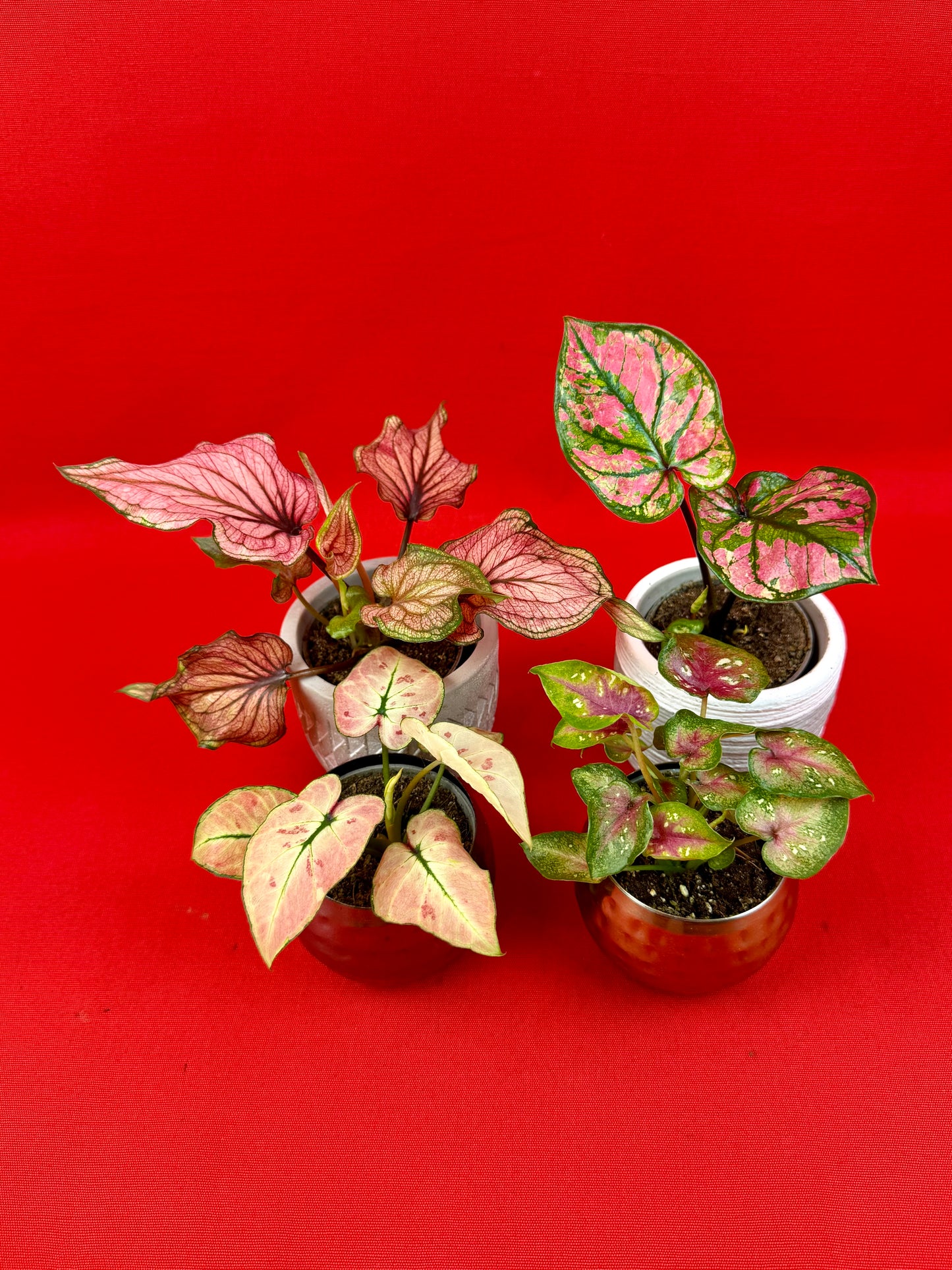 Caladium Bundle (s) - LUplnts