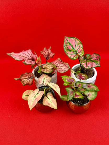 Caladium Bundle (s) - LUplnts