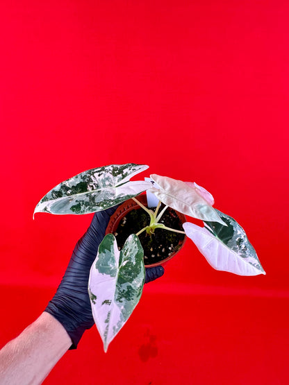 Alocasia micholitziana Frydek Variegata