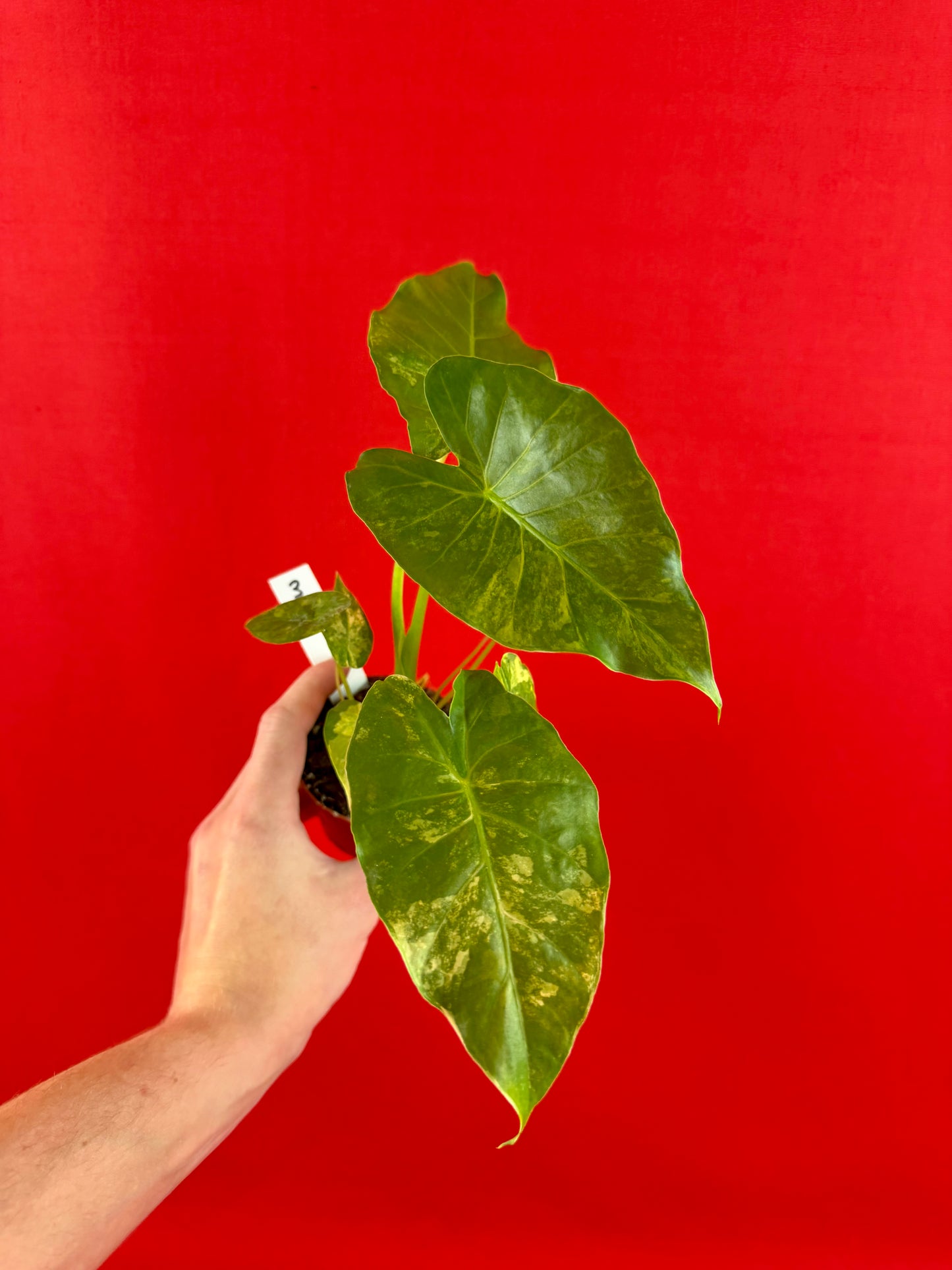 Alocasia gageana ‘Aurea’