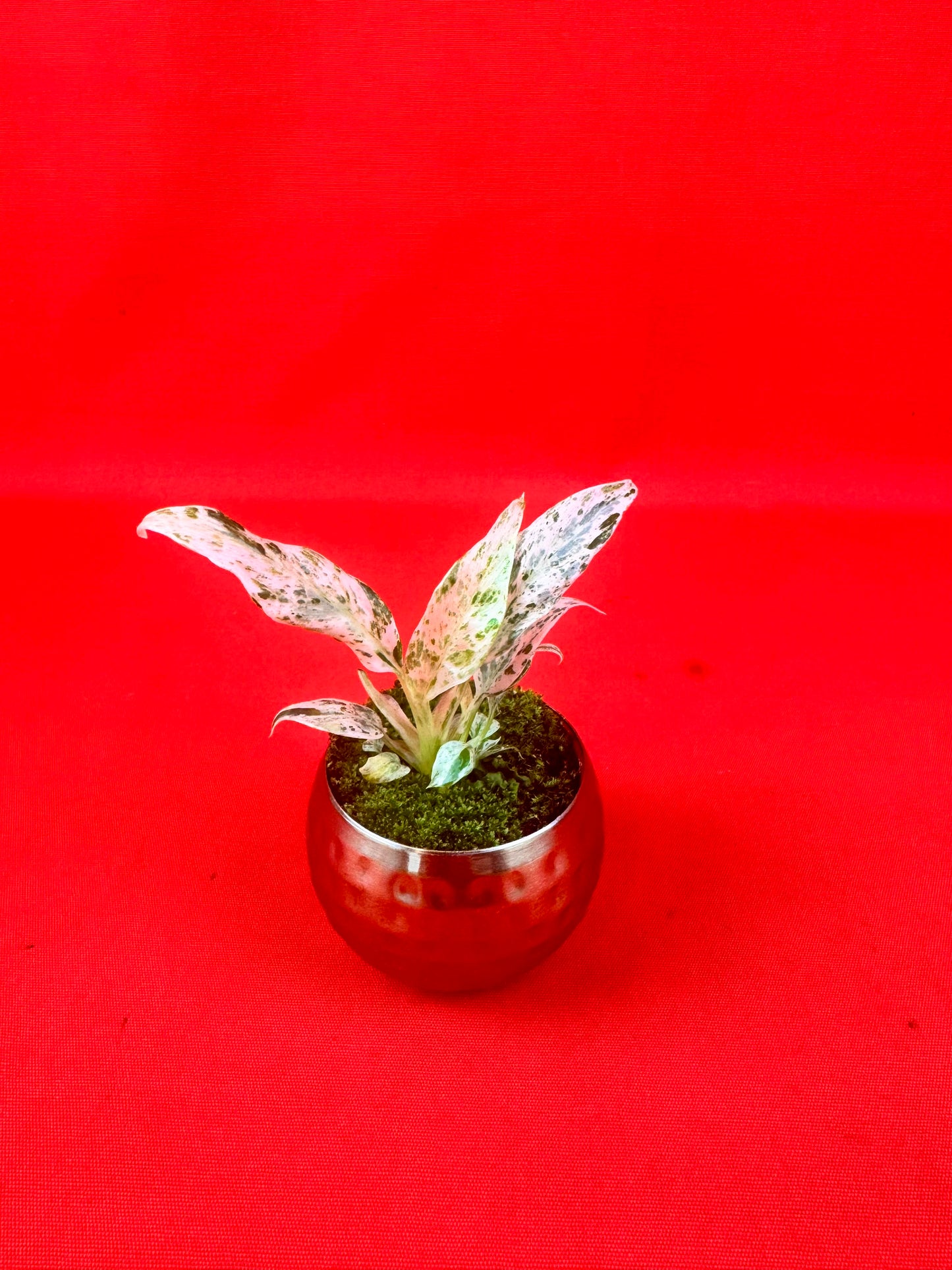 Raphidophora puberula ‘variegata’ (s) - LUplnts