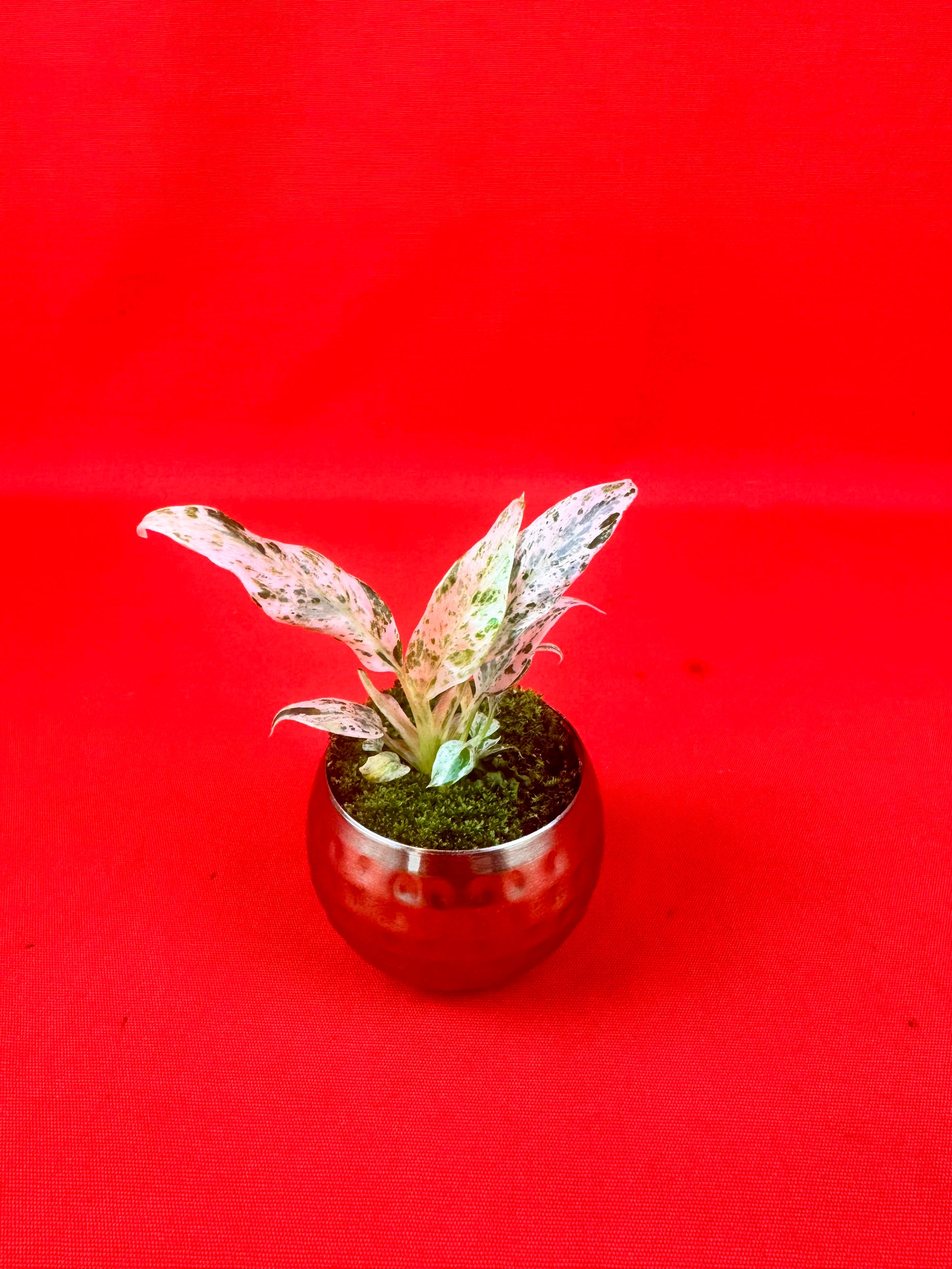Raphidophora puberula ‘variegata’ (s) - LUplnts