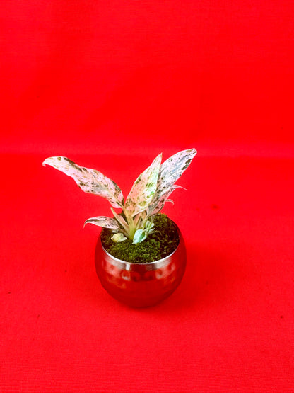 Raphidophora puberula ‘variegata’ (s) - LUplnts