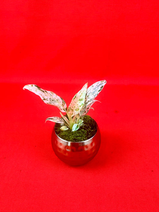 Raphidophora puberula ‘variegata’ (s) - LUplnts