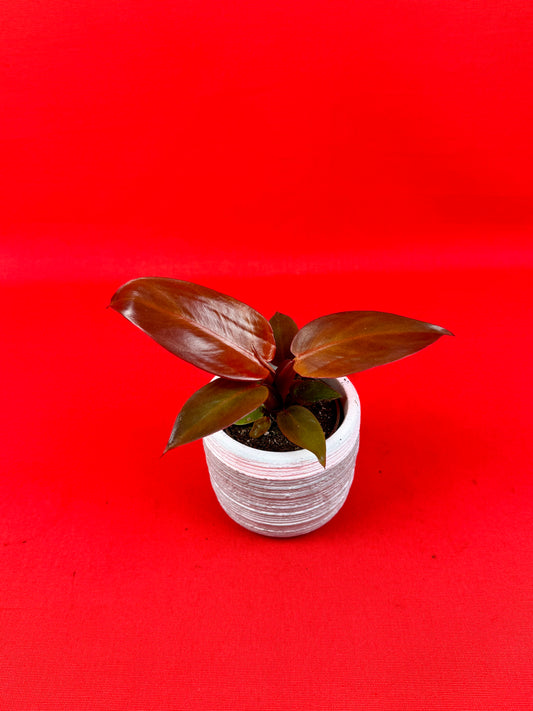 Philodendron Red Sun