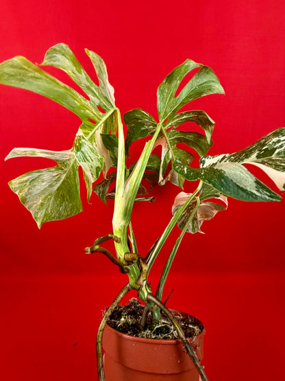 Monstera Deliciosa Variegata (L)