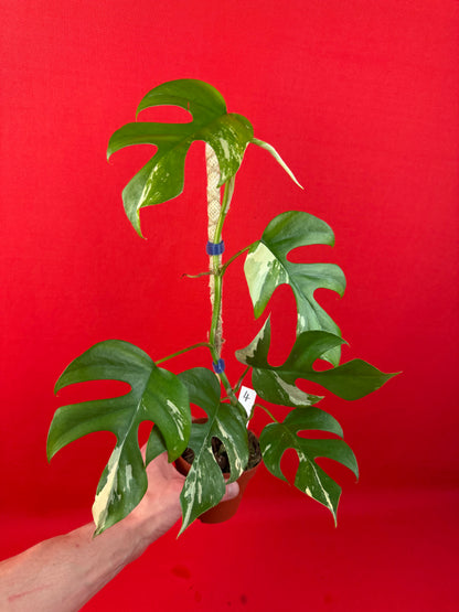 Raphidophora tetrasperma Variegata - LUplnts