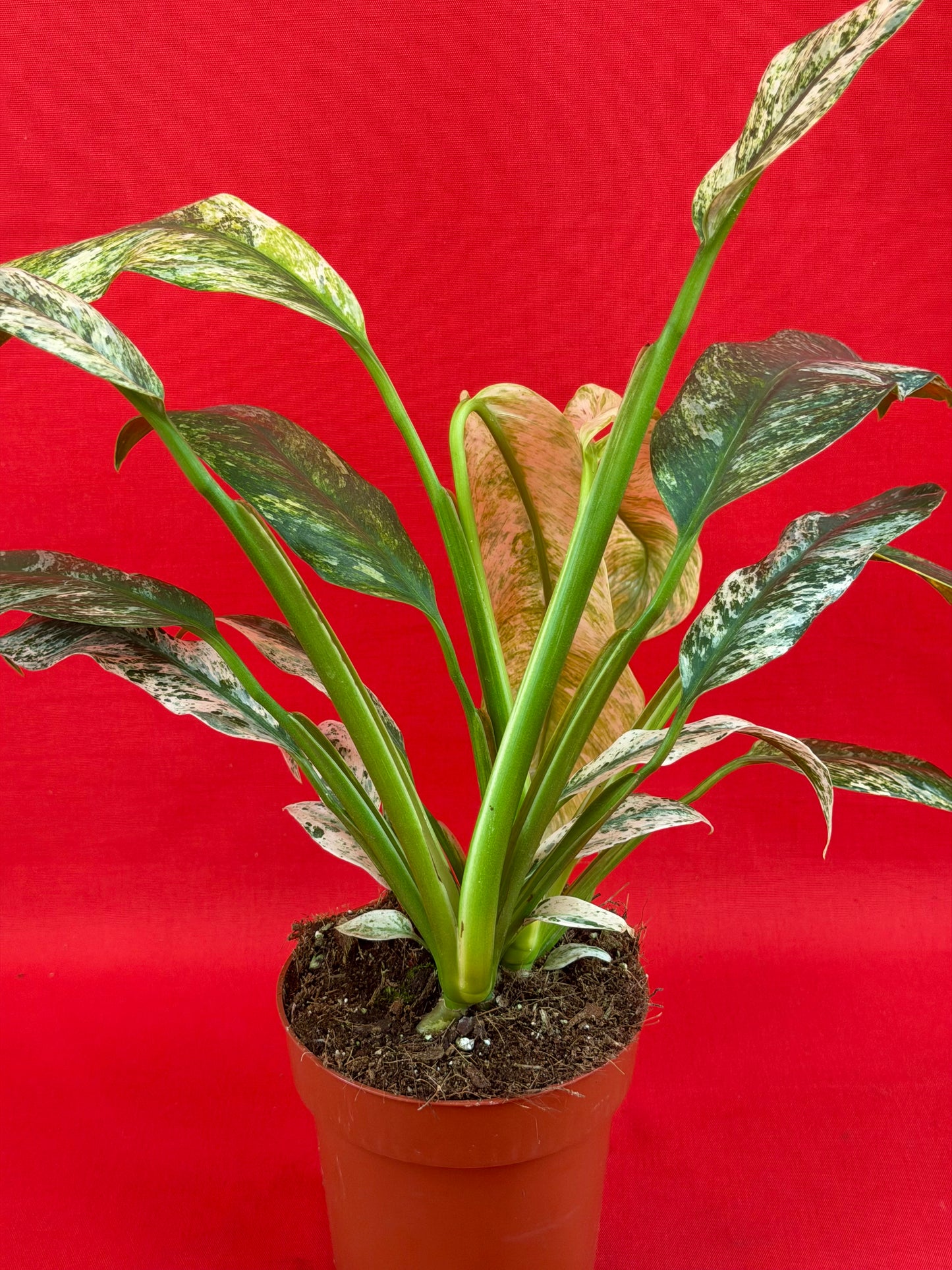 Raphidophora puberula Variegata