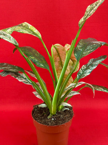Raphidophora puberula Variegata