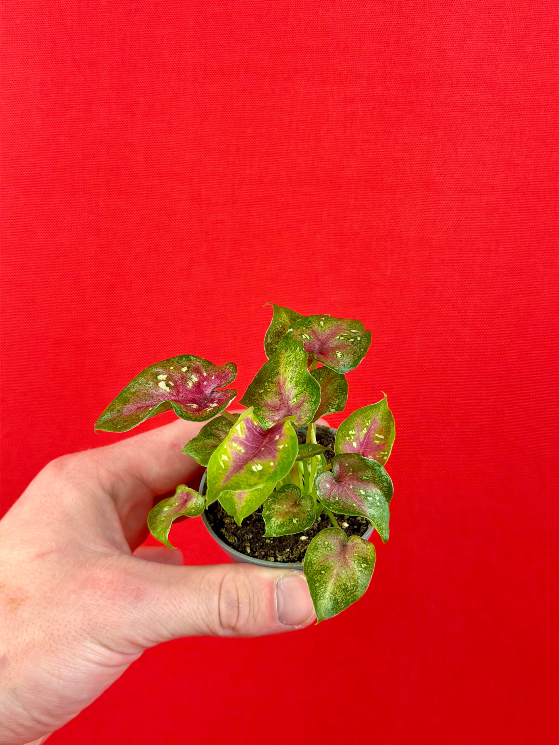 Caladium Bundle (s) - LUplnts