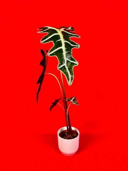 Alocasia Nobilis (Bulb)