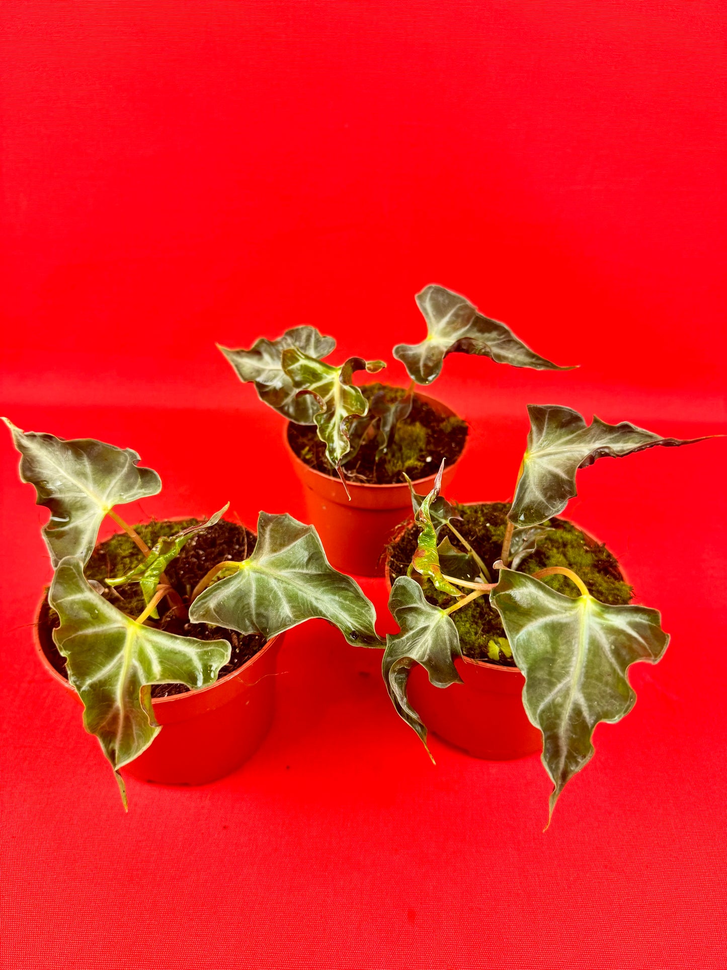 Alocasia Loco - LUplnts