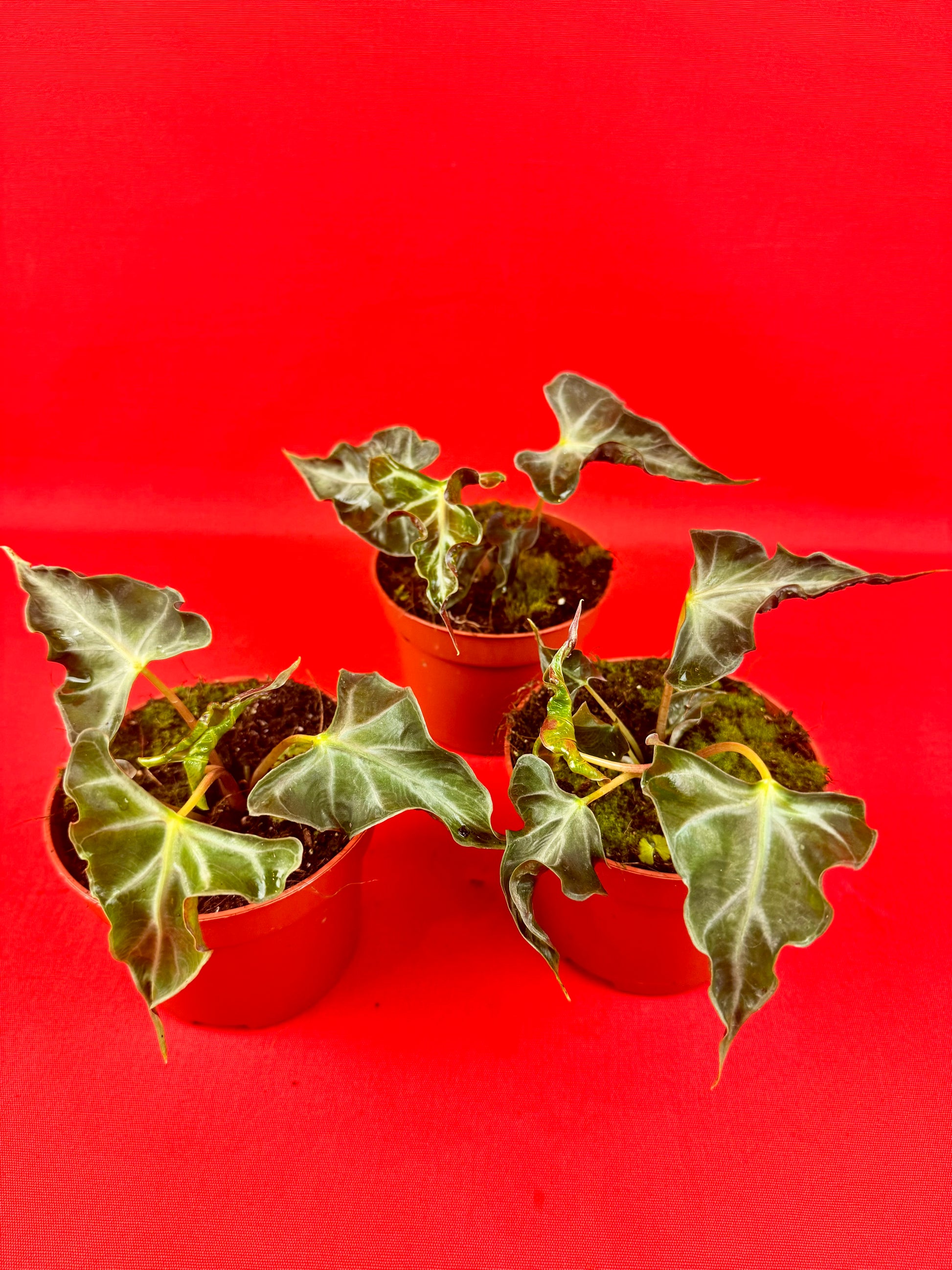 Alocasia Loco - LUplnts