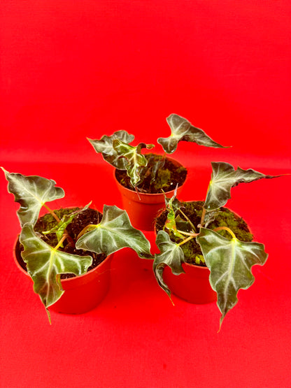 Alocasia Loco - LUplnts