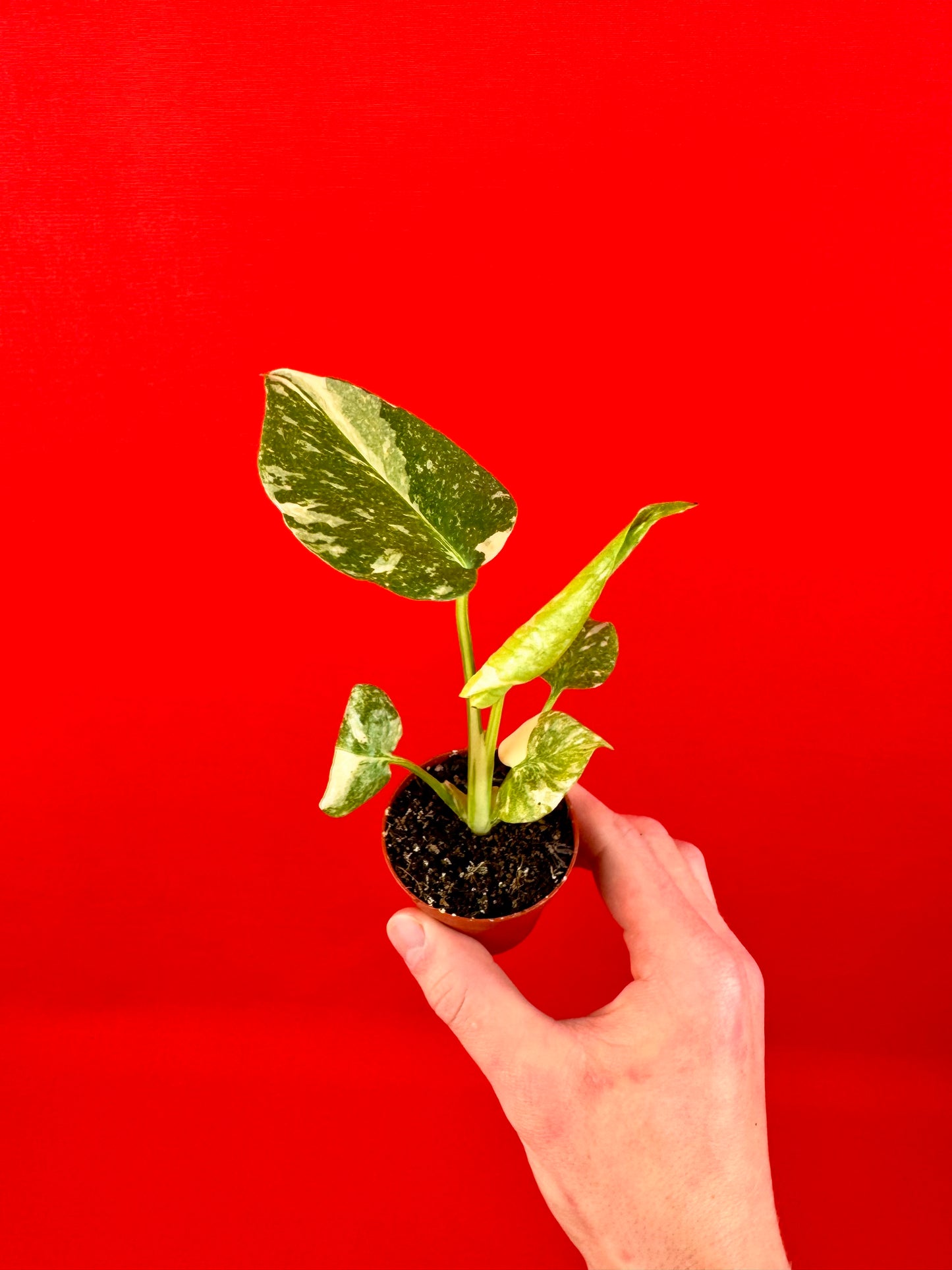 Monstera Thai Constellation (s)