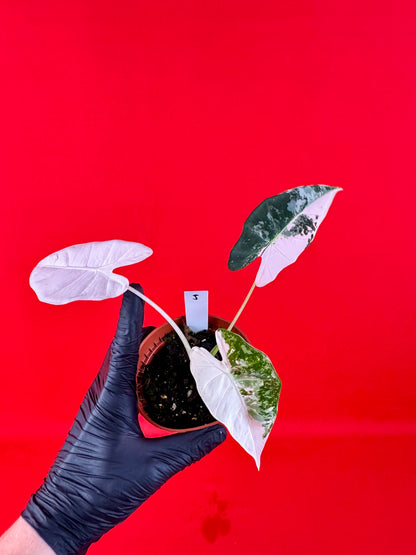 Alocasia micholitziana Frydek Variegata