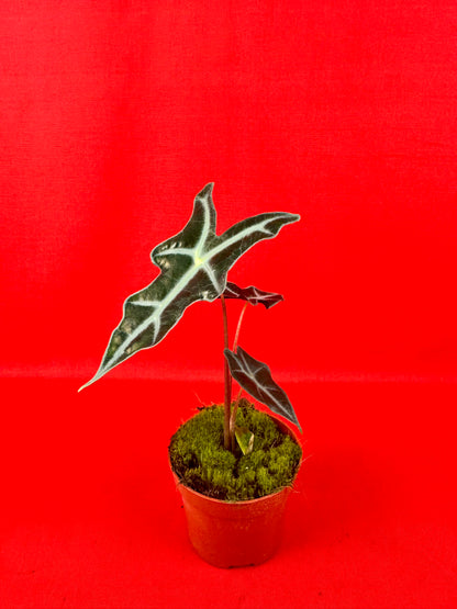 Alocasia Sanderiana Nobilis