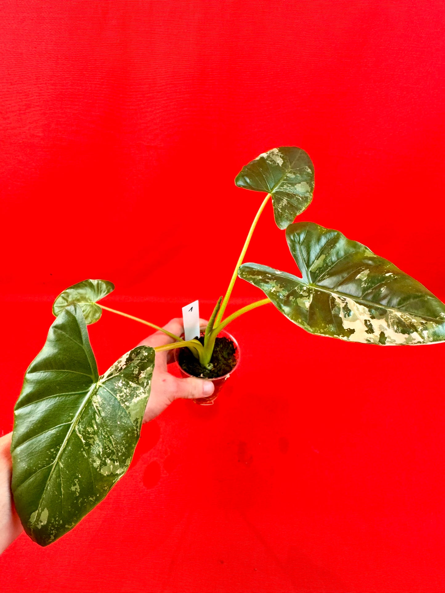 Alocasia Macrorrhiza Variegata