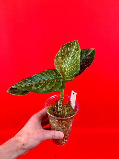 Aglaonema pictum tricolor x rotundrum