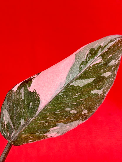 Philodendron Pink Princess Marble - LUplnts