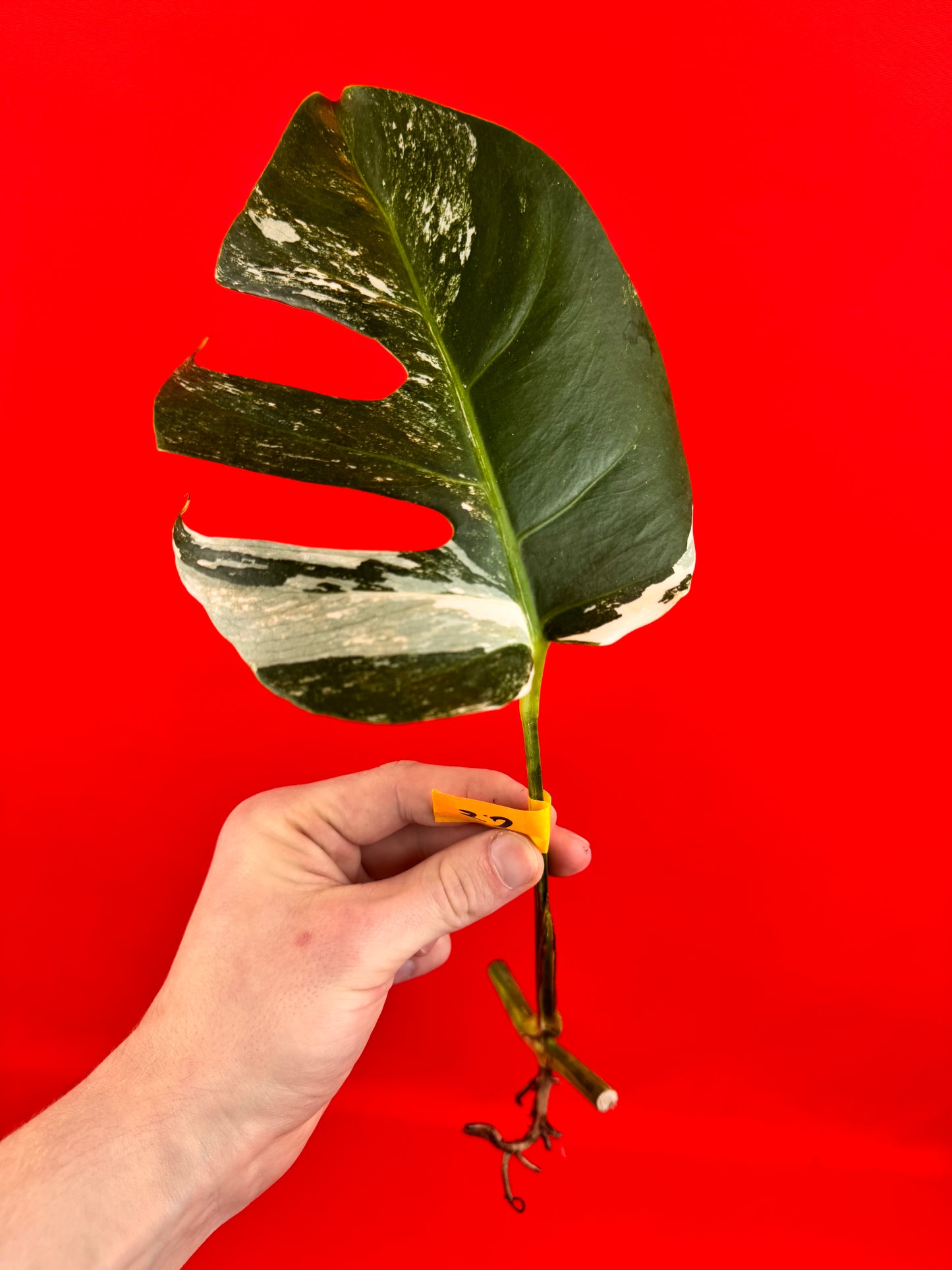 Monstera Deliciosa Variegata (bouture)