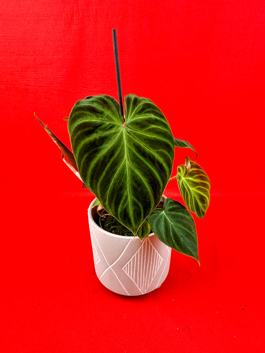 Philodendron Verrucosum