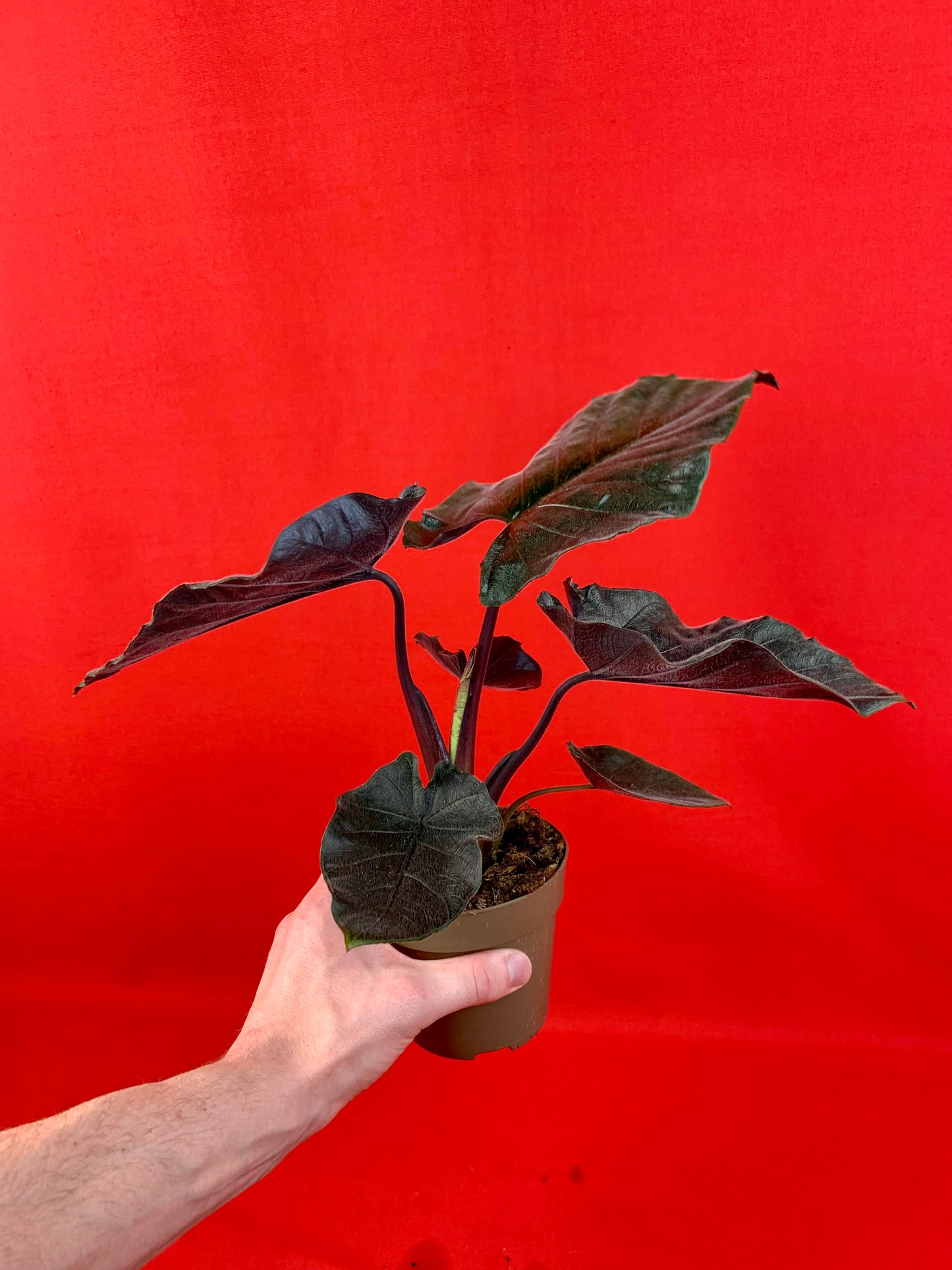 Alocasia Antoro Velvet - LUplnts