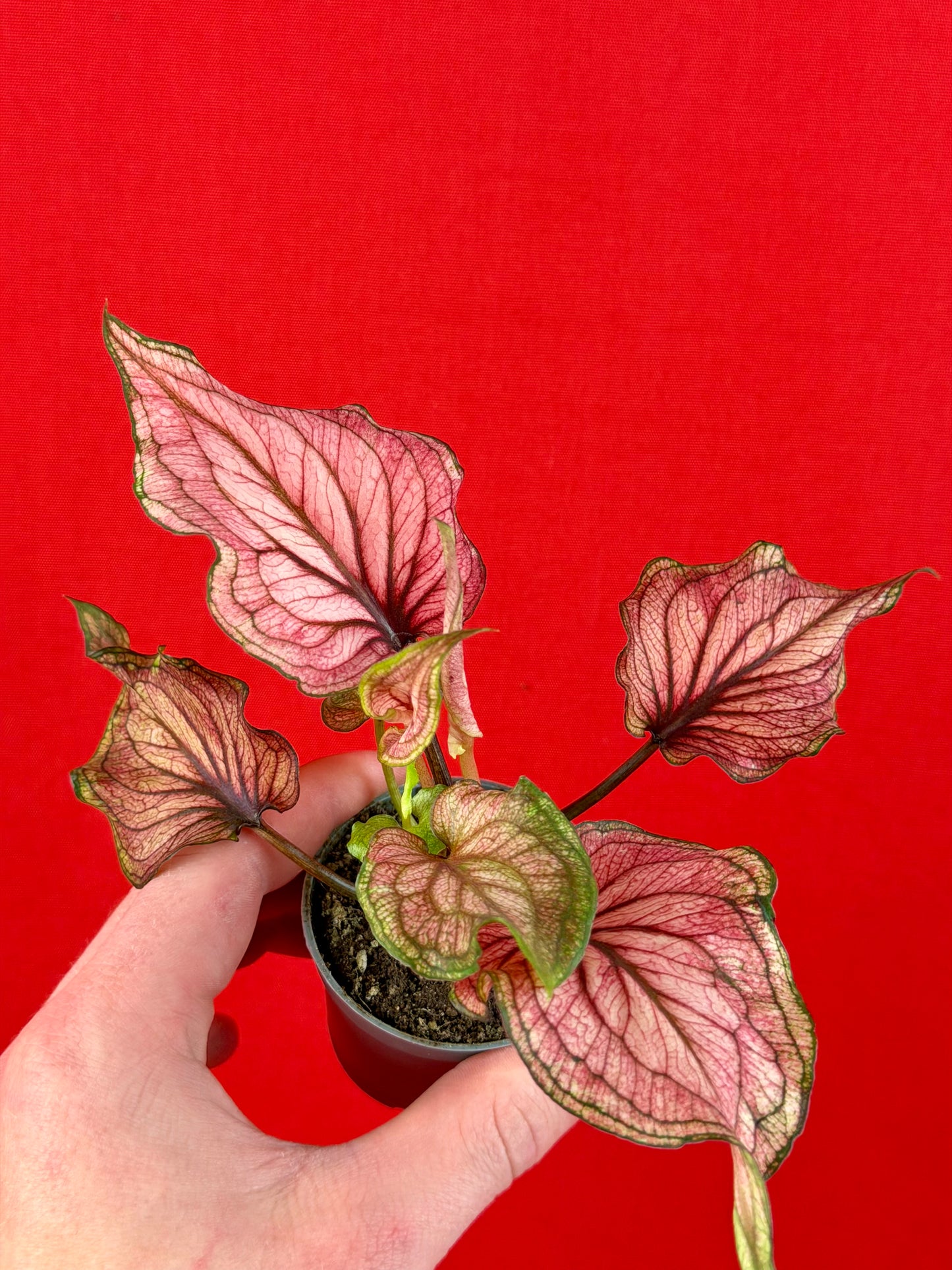 Caladium Bundle (s) - LUplnts
