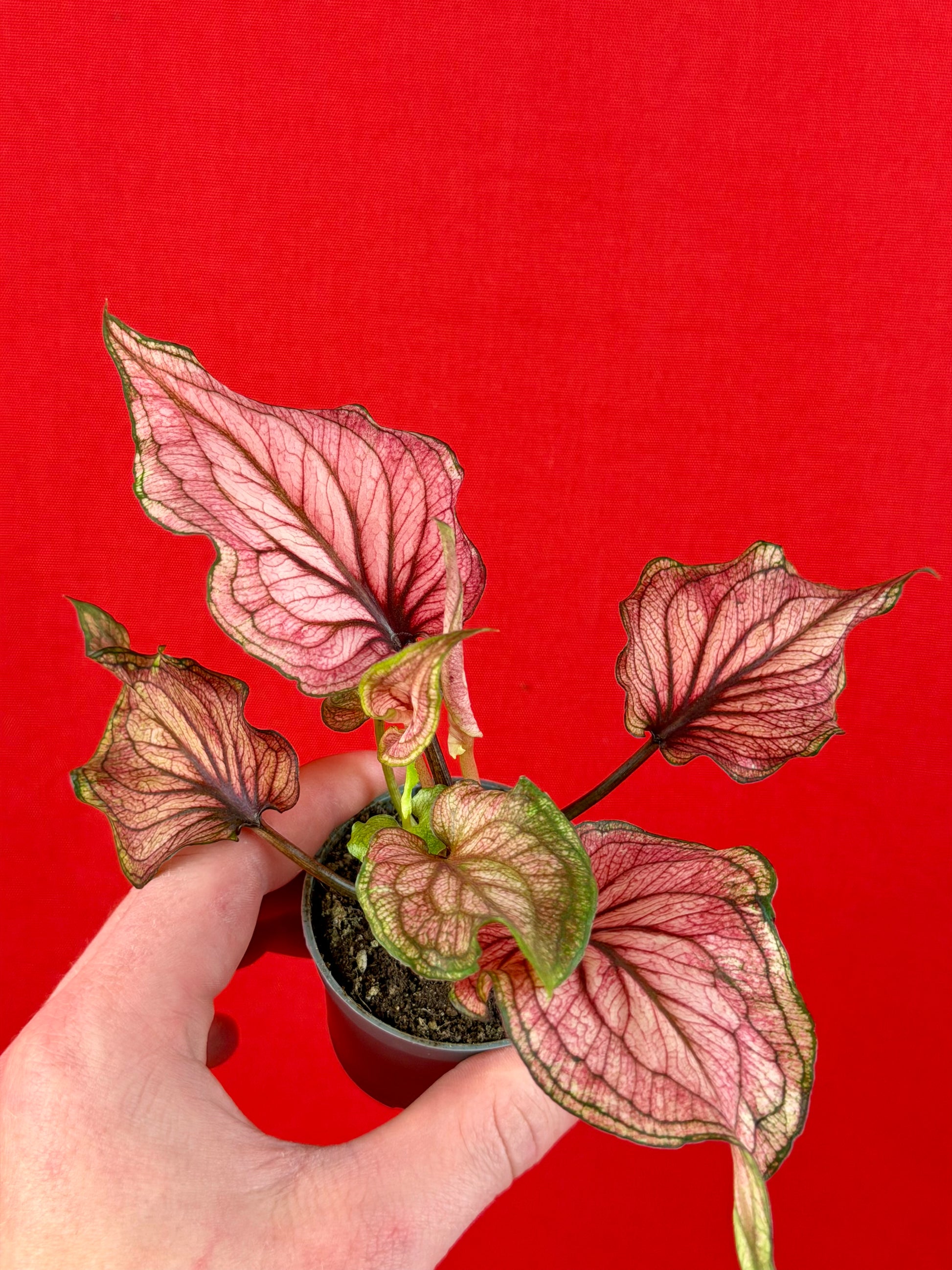 Caladium Bundle (s) - LUplnts