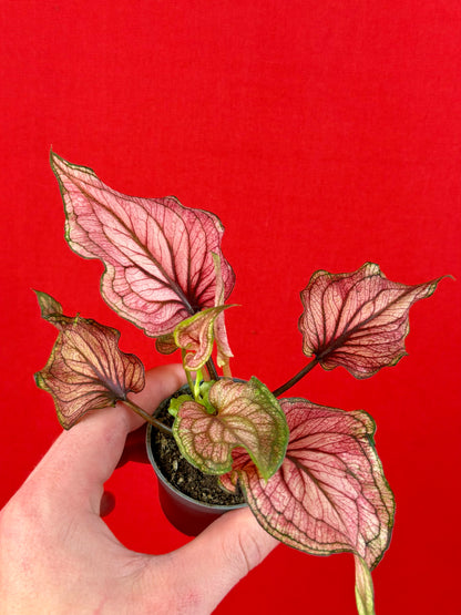 Caladium Bundle (s) - LUplnts