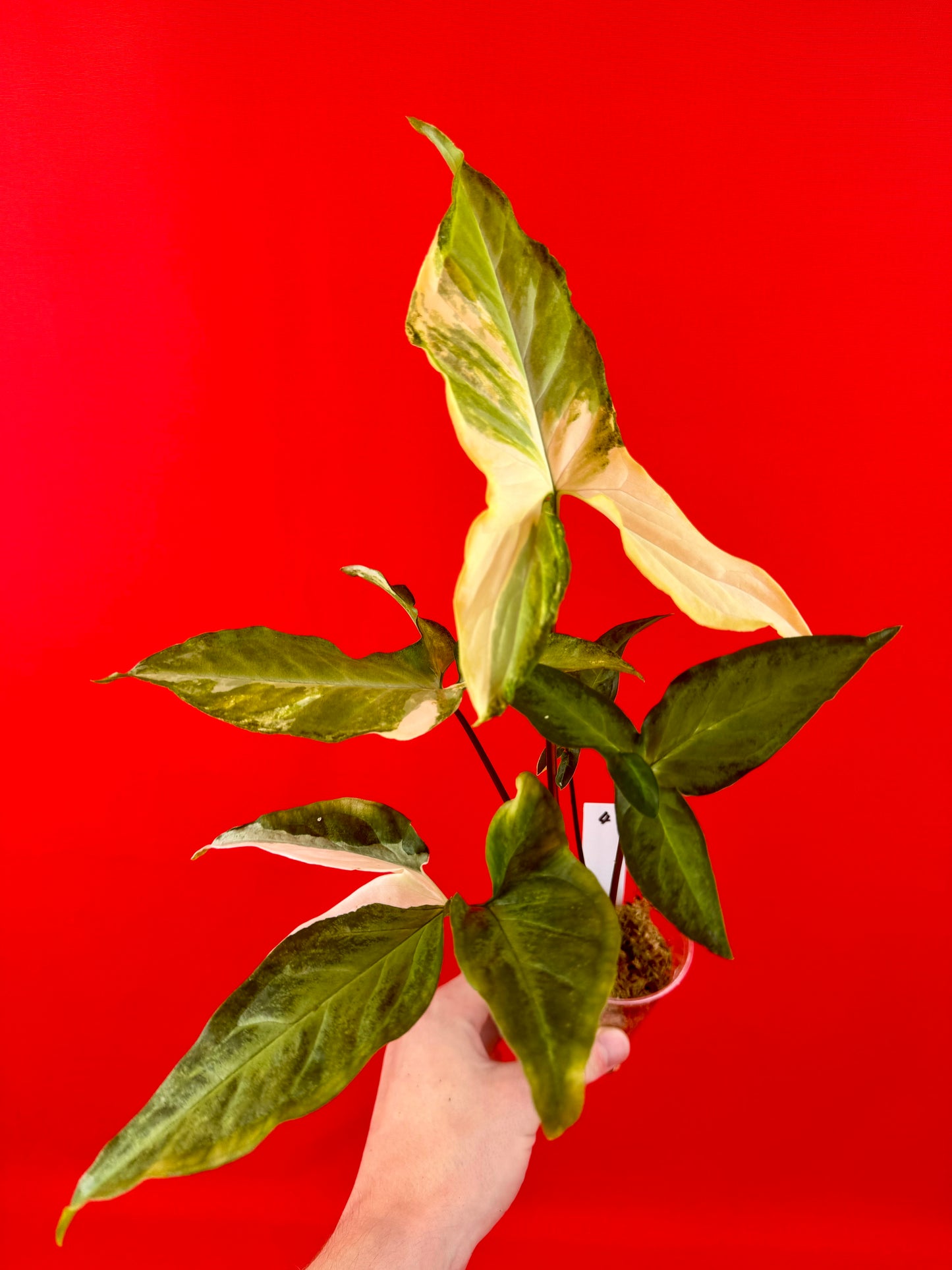 Syngonium Angustatum Variegata